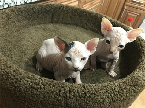 Explore 113 listings for sphynx kittens for sale in canada at best prices. Sphynx Cats For Sale | Columbus, OH #245371 | Petzlover