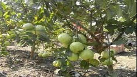 How To Grow Guava Fruit Tree Fruit Trees