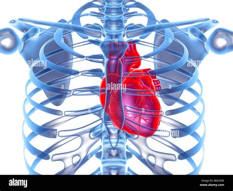Organs Within Ribcage What Organs Are Located On The Left Side Of Your Body Below The Rib Cage
