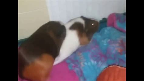 Guinea Pigs Funny Humping Video Youtube