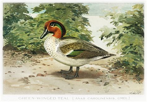 Greenwinged Teal Vintage Drawing A Photo On Flickriver