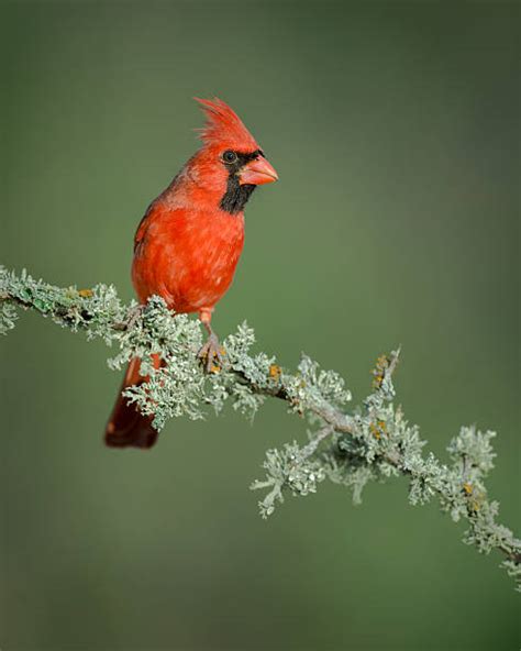200 Northern Cardinal Profile Stock Photos Pictures And Royalty Free