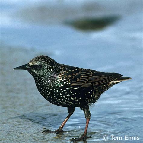 Sturnus Vulgaris Starling Northern Irelands Priority Species