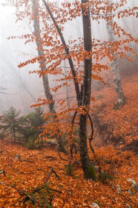 Misty Autumn Forest In The Mountains Beautiful Mystical Landscape