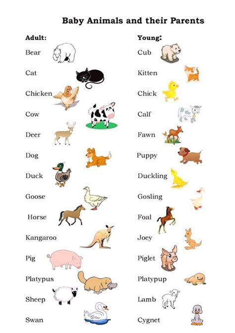 Male Female And Young Animals A Guide To Baby Animals Eslbuzz