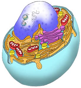 Cartoon animation gif animal cell diagram without labels labeling an animal cell; Characteristics of Life : This chart was created so ...