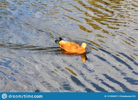 Beautiful Duck Swims On The Colored Waves Of The River Stock Image