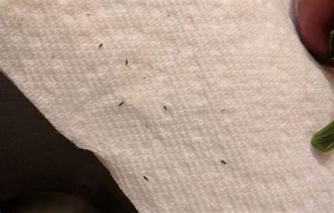 Tiny Bugs Black Brown In Kitchen Cabinets And Countertops