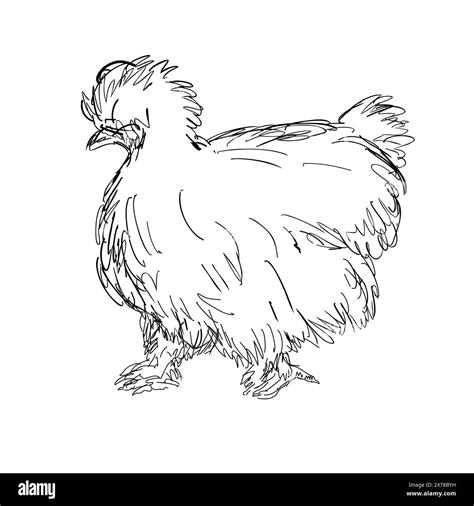 Drawing Sketch Style Illustration Of A Silkie Silky Or Chinese Silk