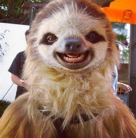 1000 Images About Sloths The New Black On Pinterest Creepy Sloth