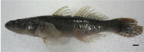 Specimen Of White Goby Glossogobius Giuris Evaluated In The Present