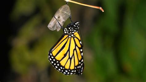 Thats How A Pretty Monarch Butterfly Came Out Of Its Cocoon Youtube