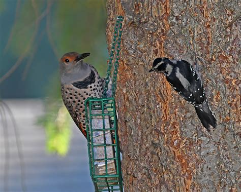 Northwest Woodpeckers By Moskovita Photography