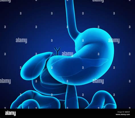 Human Stomach Anatomy Stock Photo Alamy