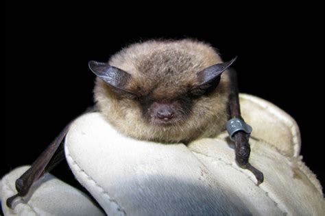 Cute Little Brown Bat