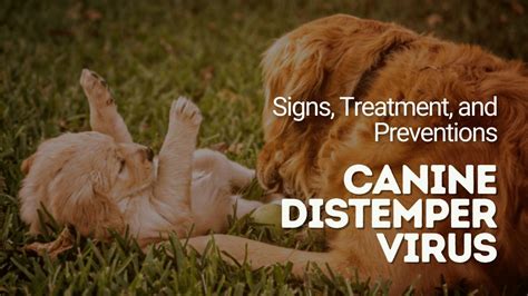 What Every Pet Owners Ought To Know About Distemper On Dogs Petzvogue