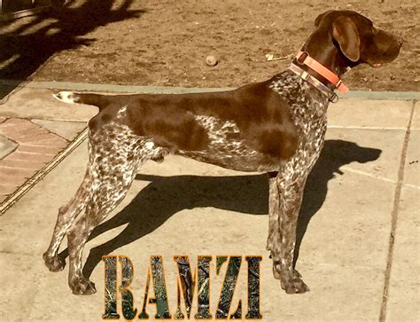 The german shorthaired pointer is known for being intelligent and cooperative—two traits that make him fairly easy to train. German Shorthaired Pointer Puppies For Sale | Moreno ...