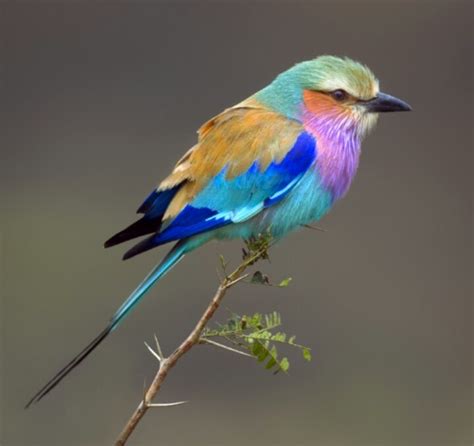 Conheça Alguns Dos Animais Mais Coloridos Da Natureza Galeria Aves
