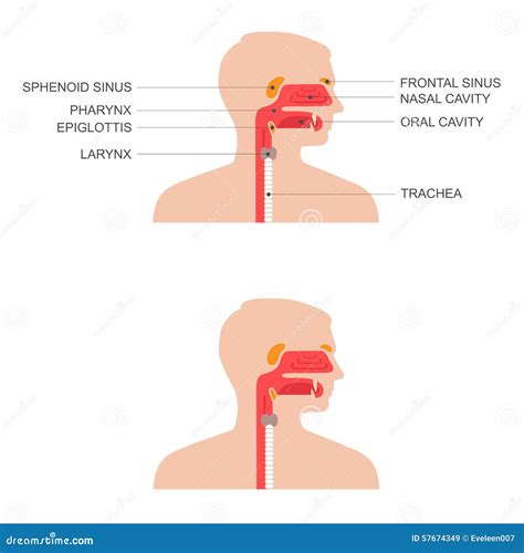 Throat And Nose Anatomy Vector Blank Mouth Structure Stock Vector By Vectormine