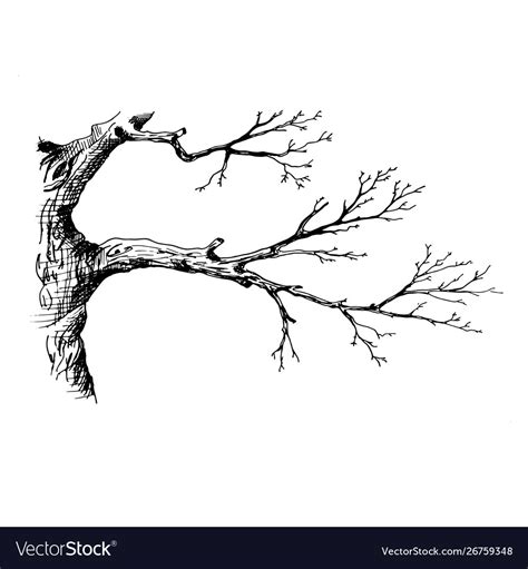 Tree Branch Hand Drawn Sketch Style Royalty Free Vector