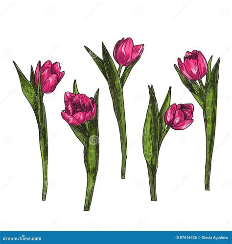 Dibujos De Flores Tulipanes