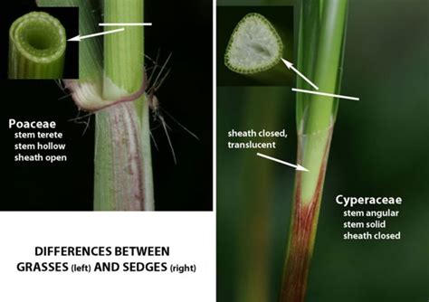 Solved Whats The Difference Between Grass And Sedge Biology