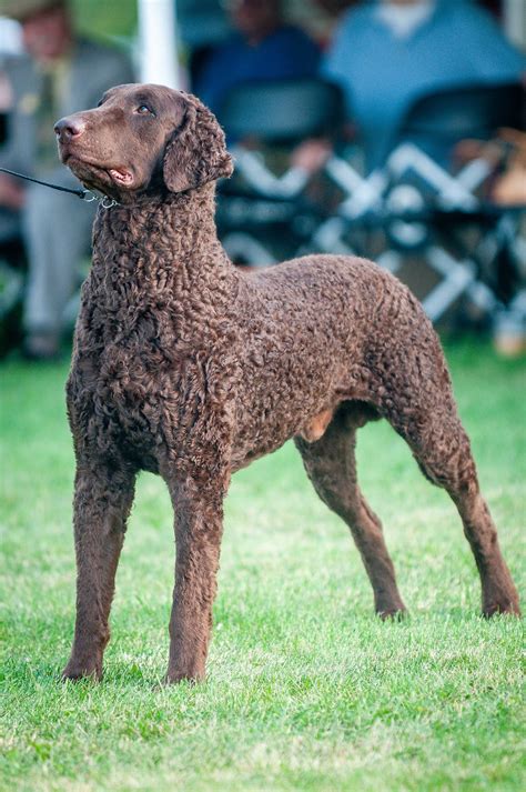 The miniature schnauzer's pattern is the same whether stripped or clipped. Curly-Coated Retriever - Curly-Coated Retriever at 2015 Wine Country Circuit Dog Show at Sampson ...