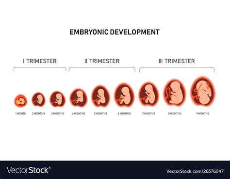 Pregnancy Fetal Foetus Development Embryonic Vector Image