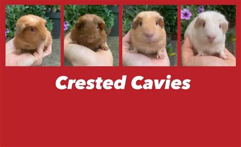 Crested Cavies