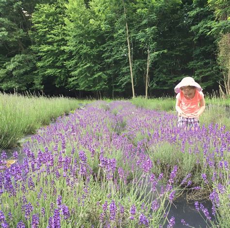 10 Relaxing Lavender Farms In New Jersey