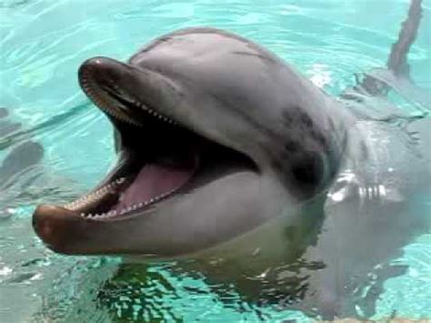 They are marine mammals, and they are carnivores. Man Eating Dolphin - YouTube