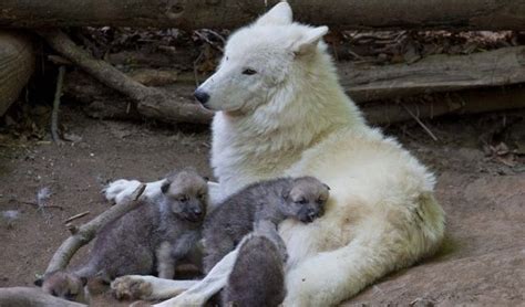 Watch Adorable Arctic Wolf Pups Will Totally Make Your Day
