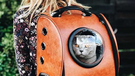 58 Best Photos Best Cat Backpack For Travel The Best Cat Backpacks Of