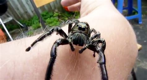 Huge Jumping Spider Hyllus Diardi Video Ebaums World