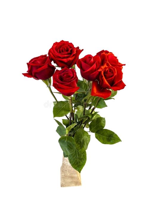 Isolated On White Background Red Rose Flowers Stock Image Image Of