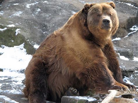 10 Worst Animals To Keep As Pets Kodiak Bear Bear Bear Pictures