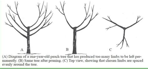 Check spelling or type a new query. How to care for and prune peach trees | Gardenologist