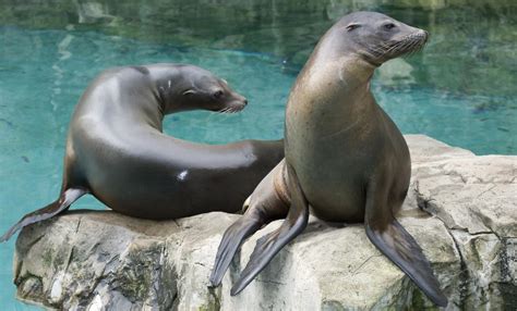 California Sea Lion Smithsonians National Zoo