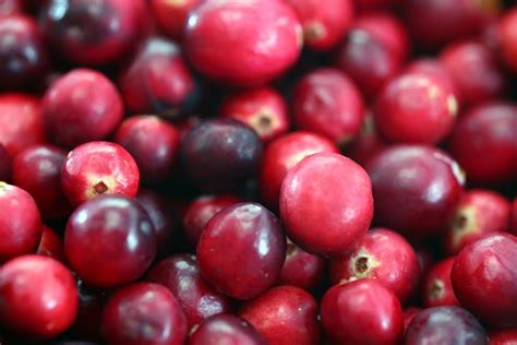 On The Color Of Cranberries The Adirondack Almanack