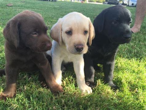 Meet these beautiful, playful, and cute akc labrador retriever puppies. AKC ENGLISH LABRADOR PUPPIES yellow, chocolate, black for ...