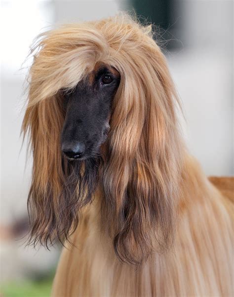 6,178 likes · 4 talking about this. Afghan Hound - Wikimedia Commons