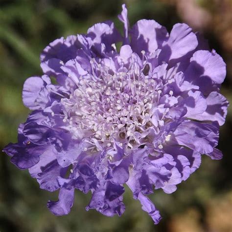 How To Grow Scabiosa Pincushion Flower Flowers Perennials