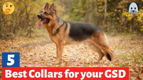 5 Best Collars For German Shepherds In 2021 Which One Is Best For You
