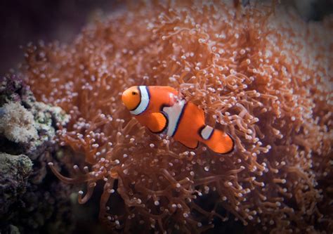clownfish official sea life website