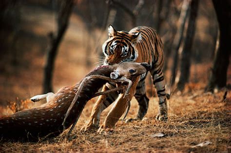 Siberian Tiger Hunting Prey