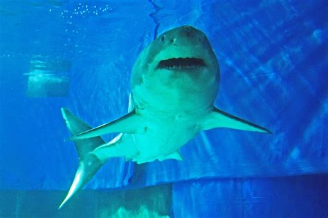 Great White Shark In Aquarium