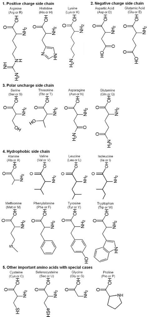 Chemical Classifications And Structures Of Amino Acids In Human My