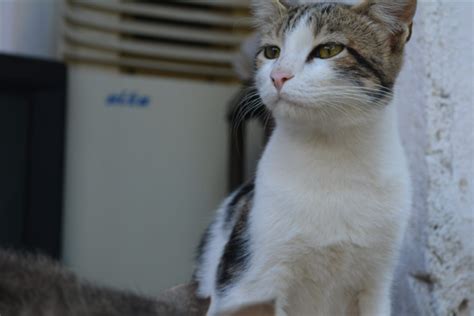 Kedi Burnu Neyi Kokladığını Nasıl Biliyor? - Popular Science