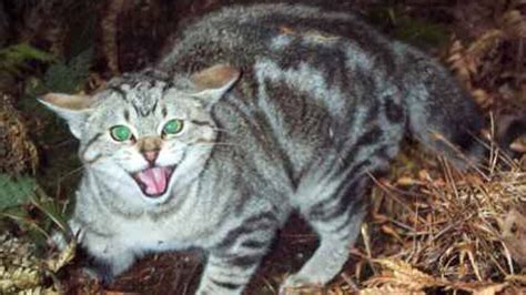 Merritt Bc Overrun By Stray Cats British Columbia Cbc News