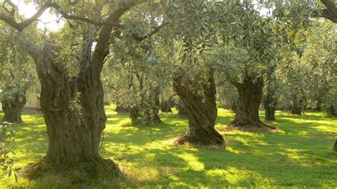 Olive Tree Wallpapers Wallpaper Cave